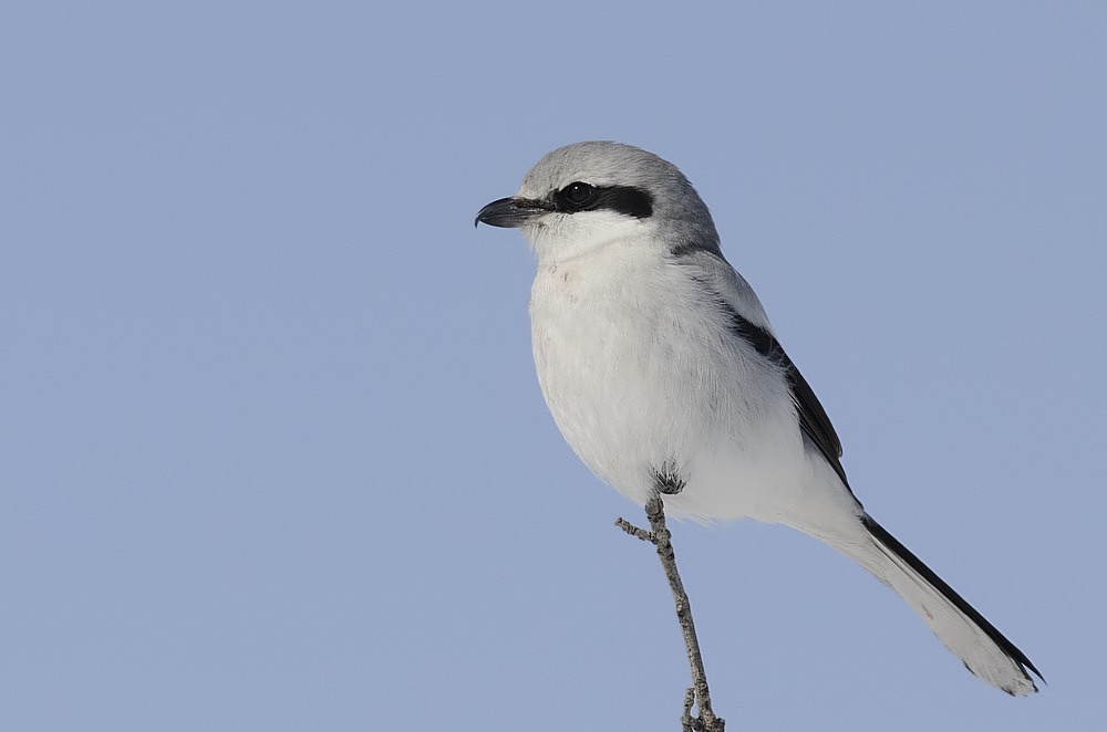 Büyük örümcekkuşu