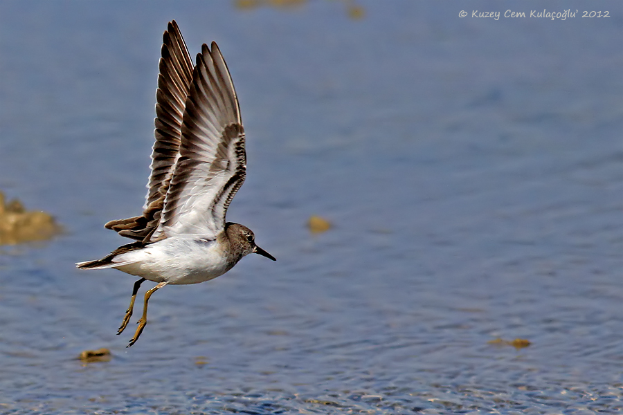 Sarıbacaklı kumkuşu