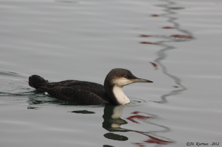 Karagerdanlı dalgıç