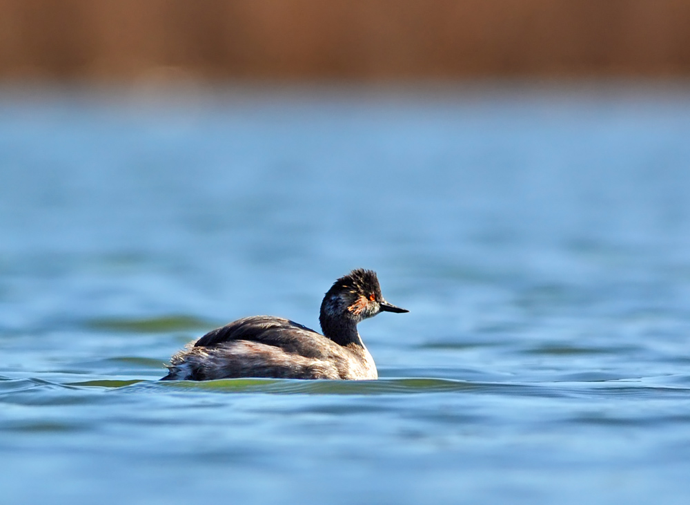 Karaboyunlu batağan