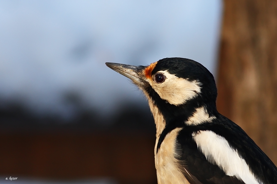 Orman alaca ağaçkakanı