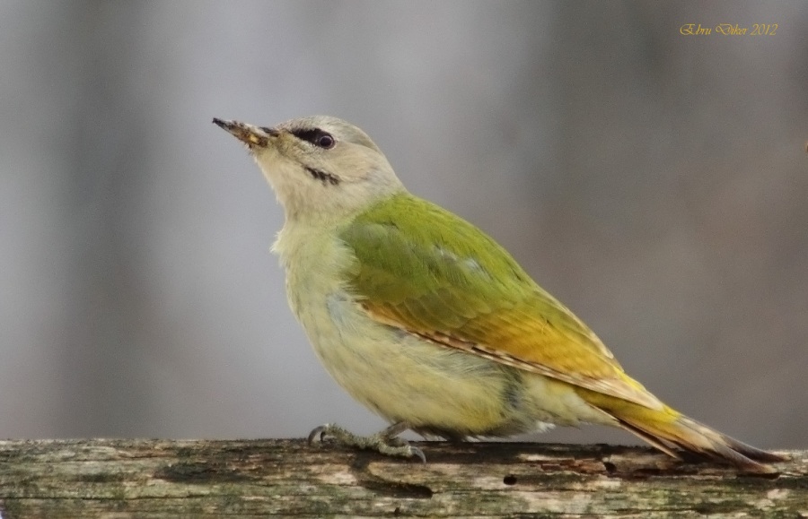 Küçük yeşil ağaçkakan
