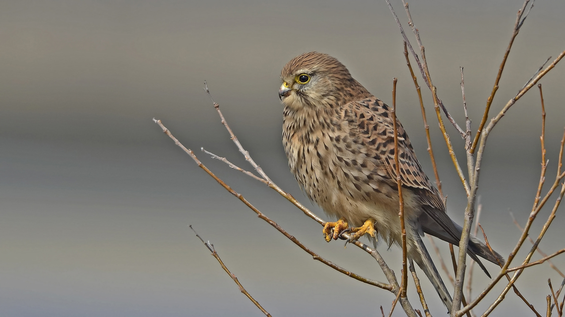 Kerkenez » Common Kestrel » Falco tinnunculus