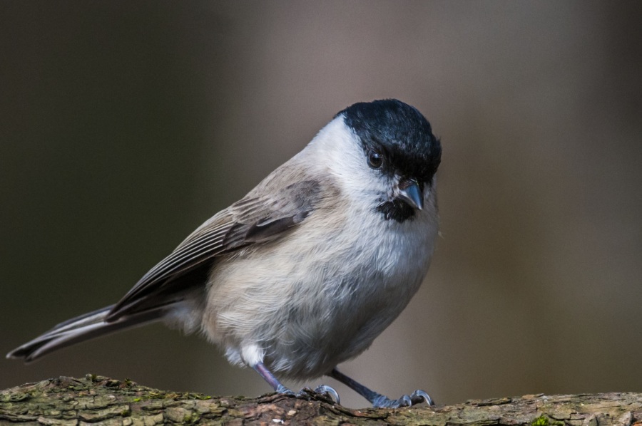 Kayın baştankarası
