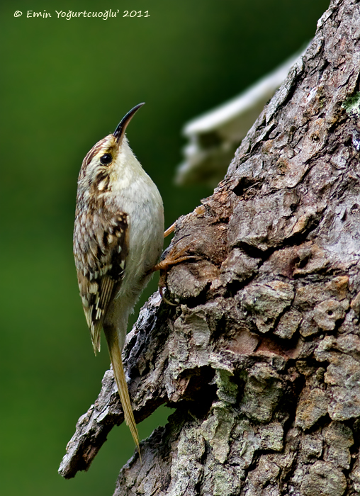 Orman tırmaşıkkuşu