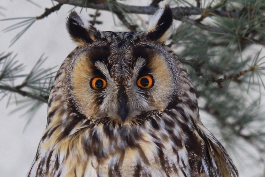 Kulaklı orman baykuşu