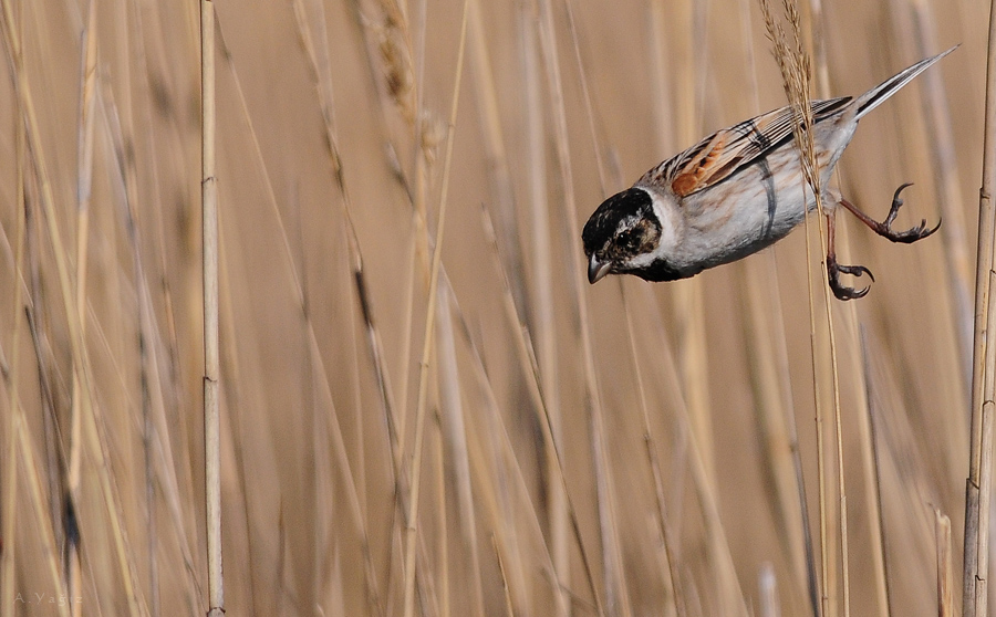Bataklık Kirazkuşu