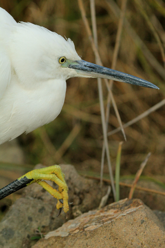 Küçük ak balıkçıl