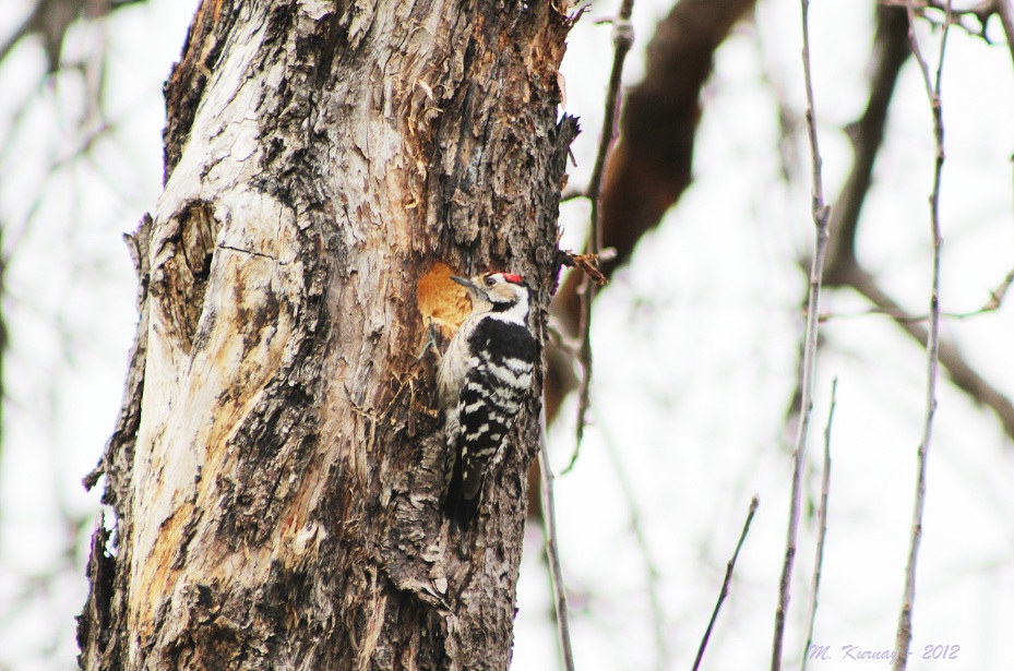 Küçük ağaçkakan