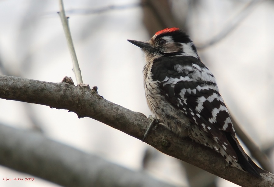 Küçük ağaçkakan