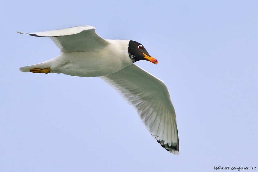 Büyük karabaş martı