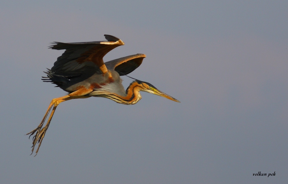 Erguvani balıkçıl