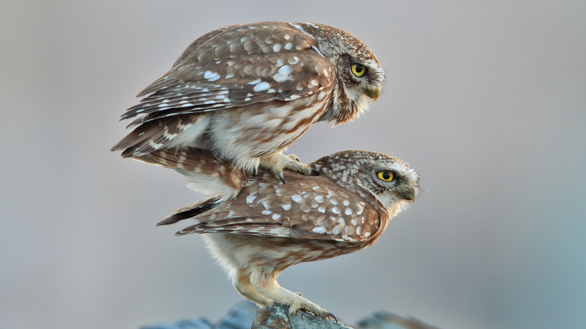 Kukumav » Little Owl » Athene noctua