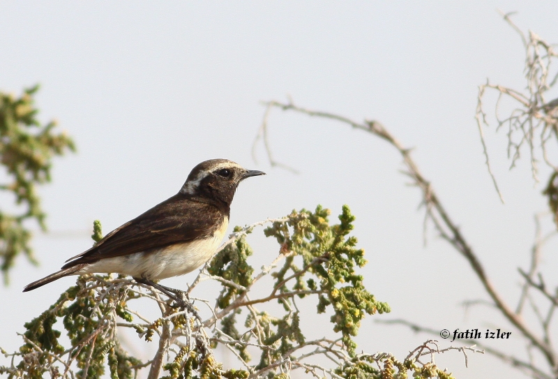 Kıbrıs kuyrukkakanı