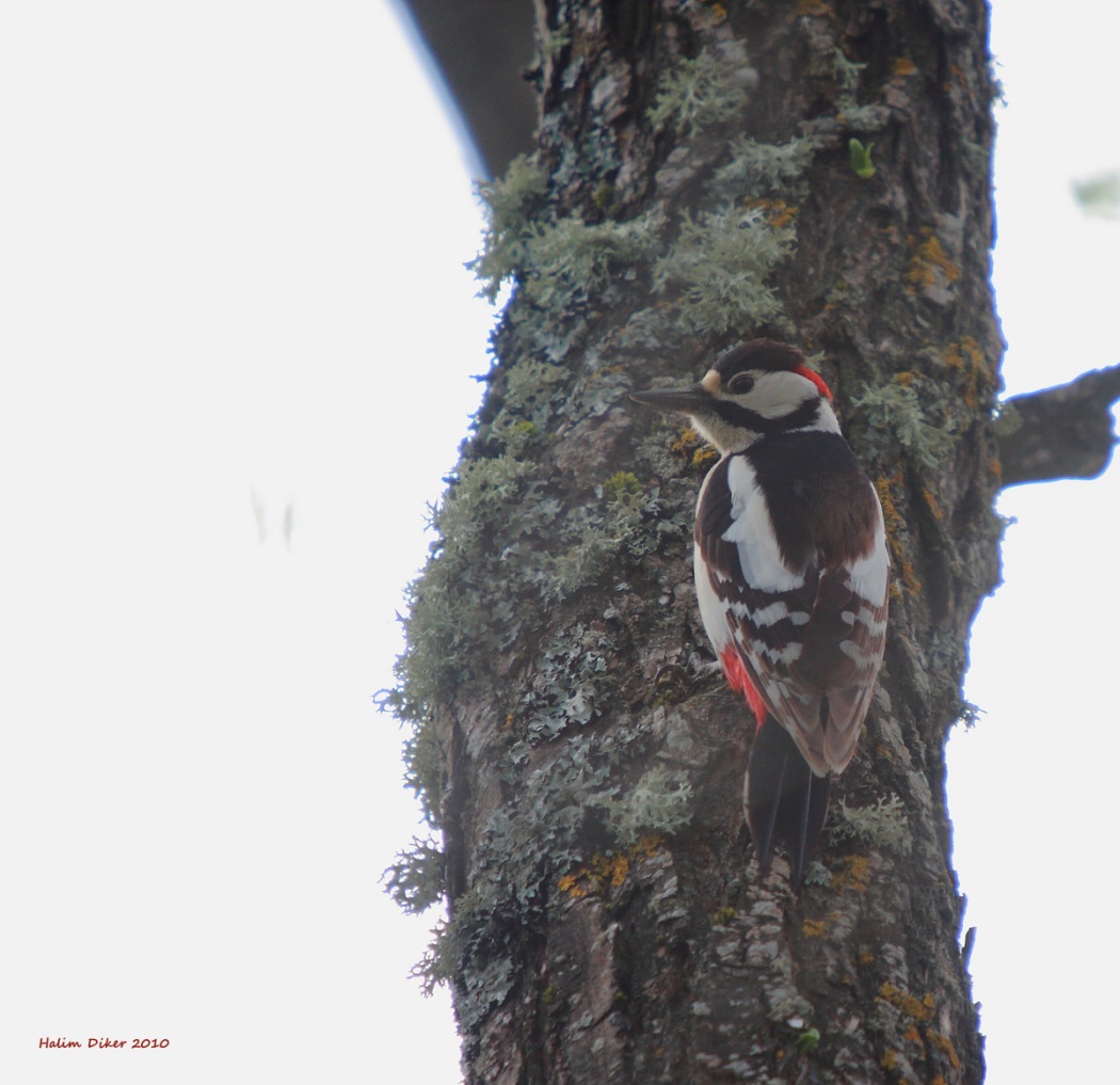 Orman alaca ağaçkakanı