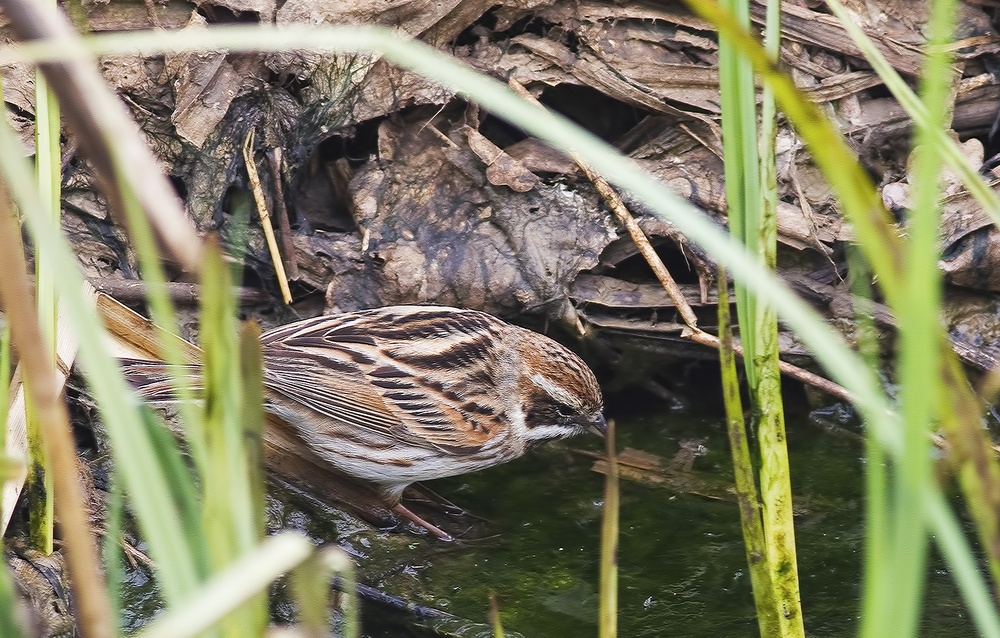 Bataklık Kirazkuşu