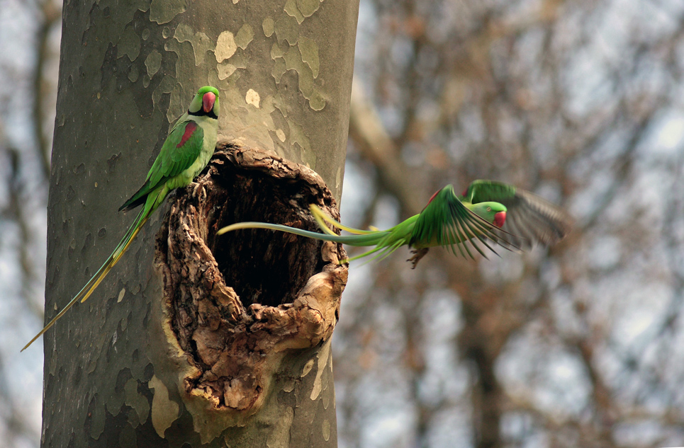 İskender papağanı