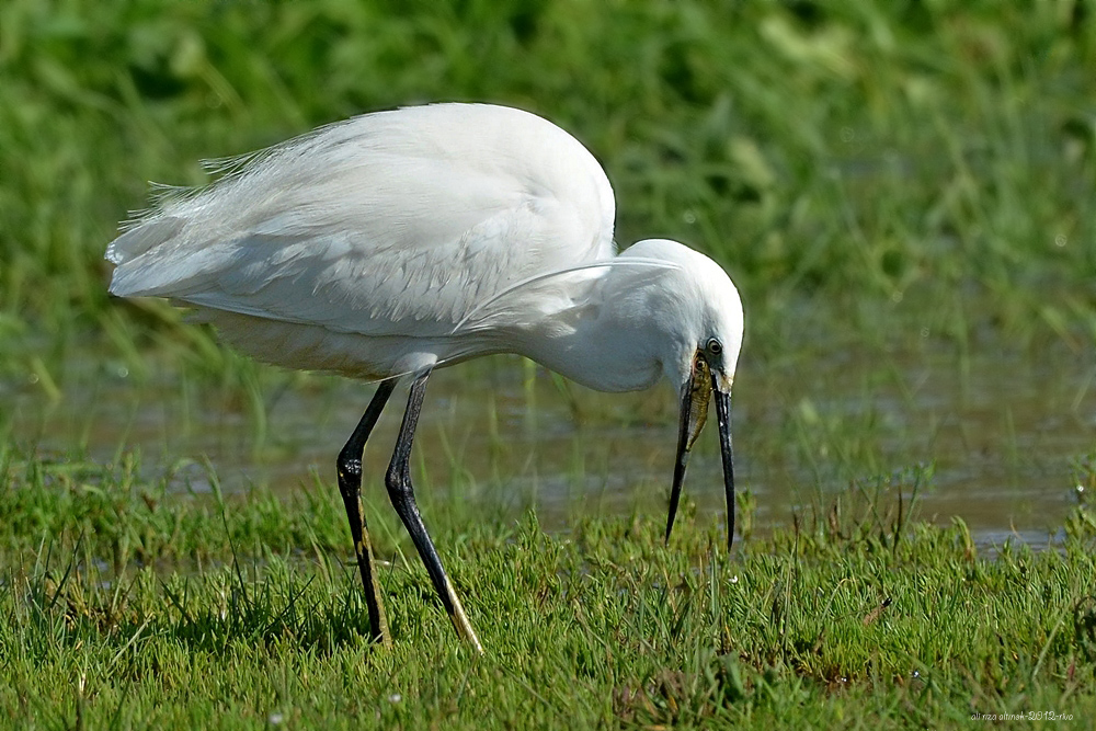 Küçük ak balıkçıl