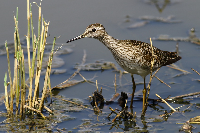 Orman düdükçünü