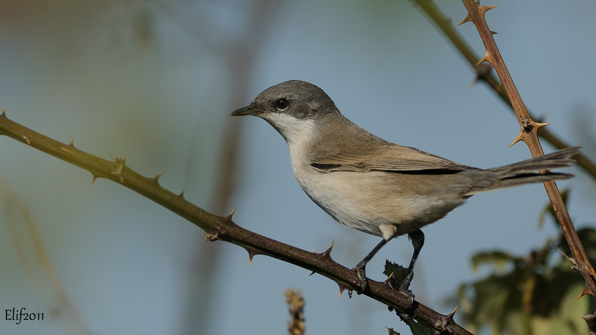 Küçük akgerdanlı ötleğen » Lesser Whitethroat » Sylvia curruca