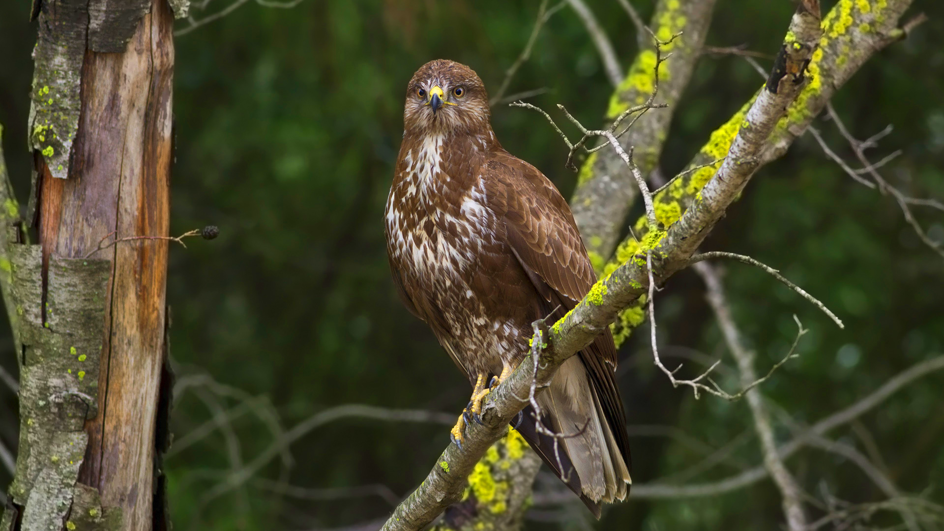 Şahin » Common Buzzard » Buteo buteo
