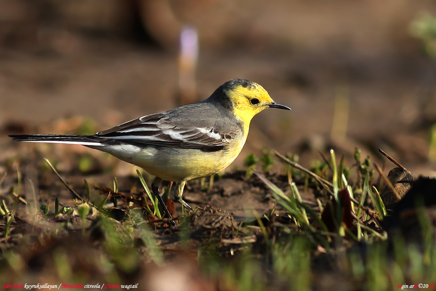 Sarıbaşlı kuyruksallayan