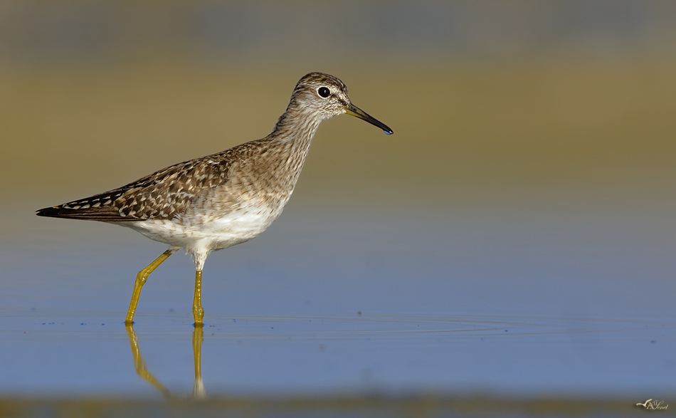 Orman düdükçünü