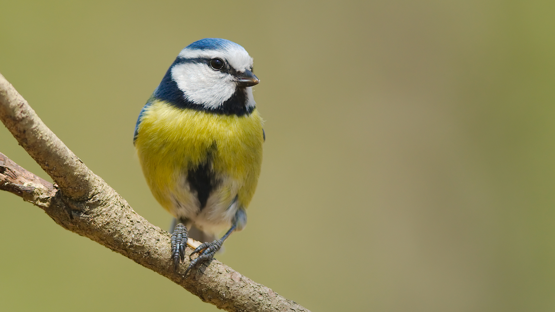 Mavi baştankara » Eurasian Blue Tit » Cyanistes caeruleus
