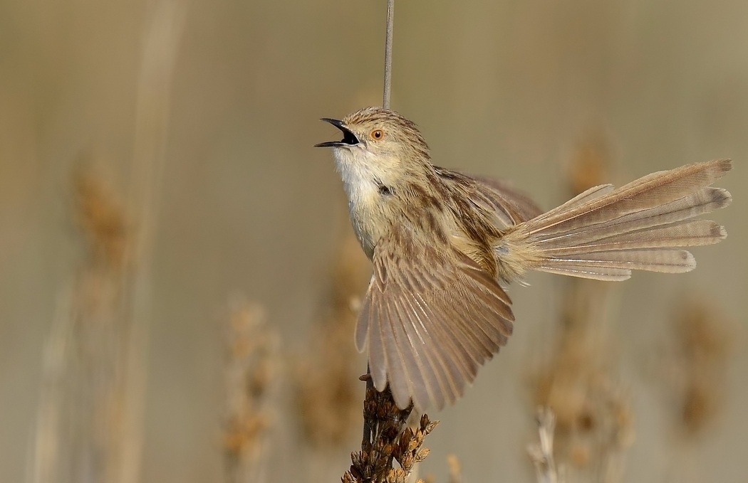 Dikkuyruklu ötleğen