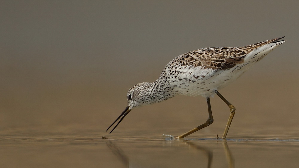 Bataklık düdükçünü