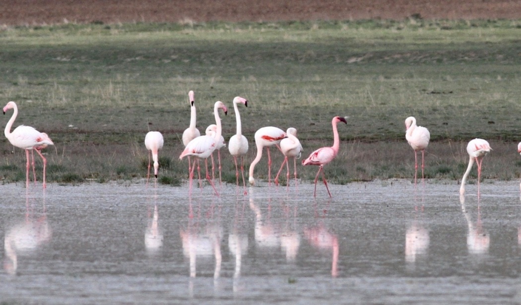 Küçük flamingo
