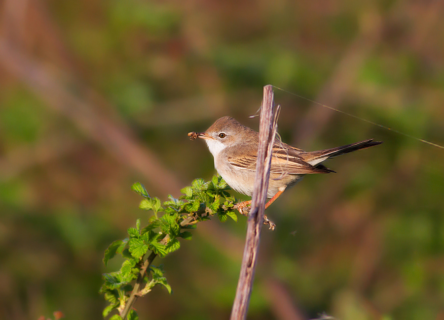 Akgerdanlı ötleğen