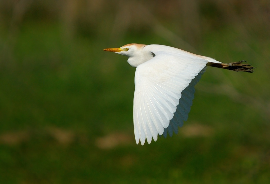 Sığır balıkçılı
