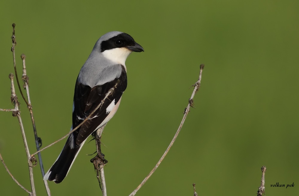 Karaalınlı örümcekkuşu