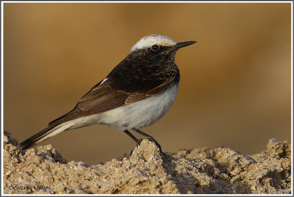 Keşiş kuyrukkakanı