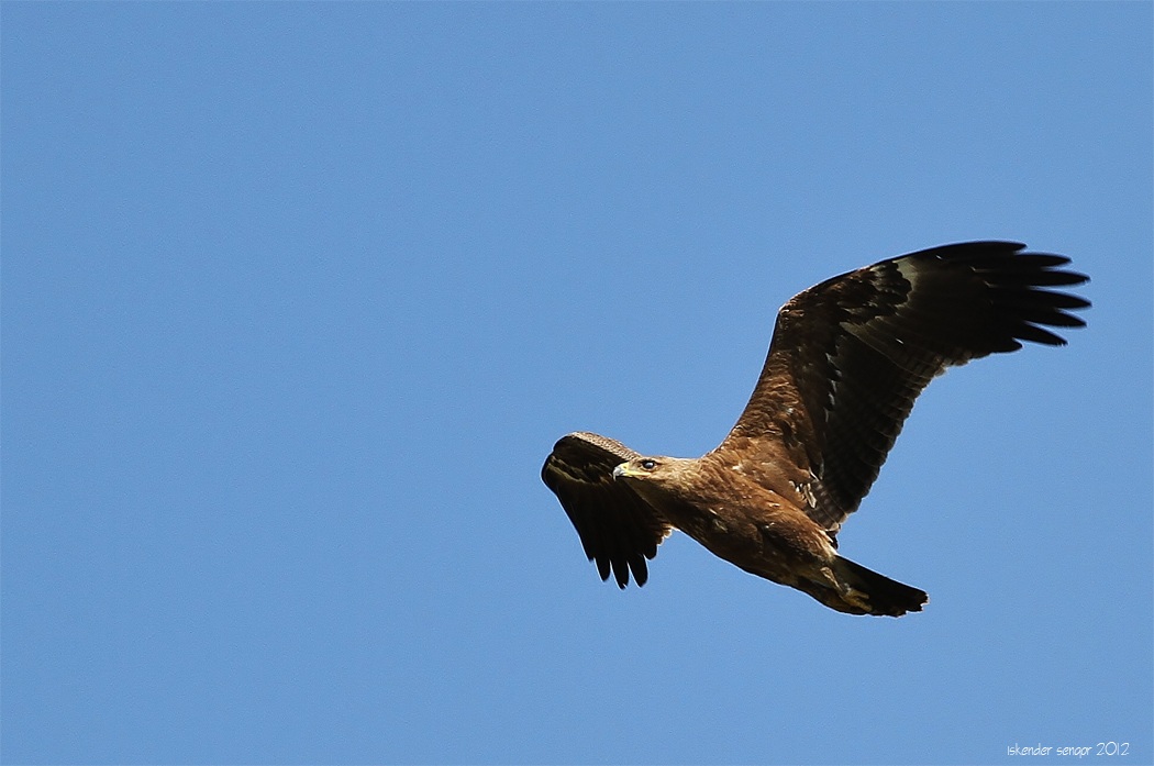 Küçük orman kartalı