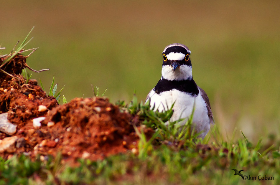Halkalı küçük cılıbıt