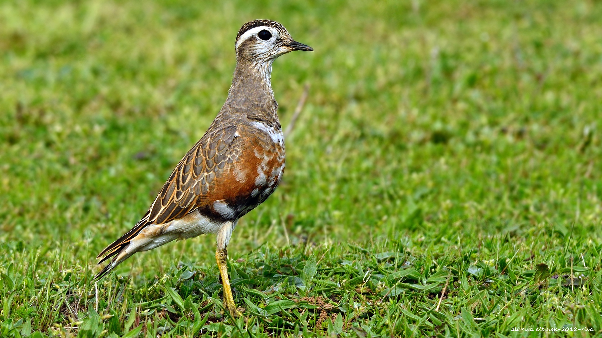 Dağ cılıbıtı » Eurasian Dotterel » Charadrius morinellus