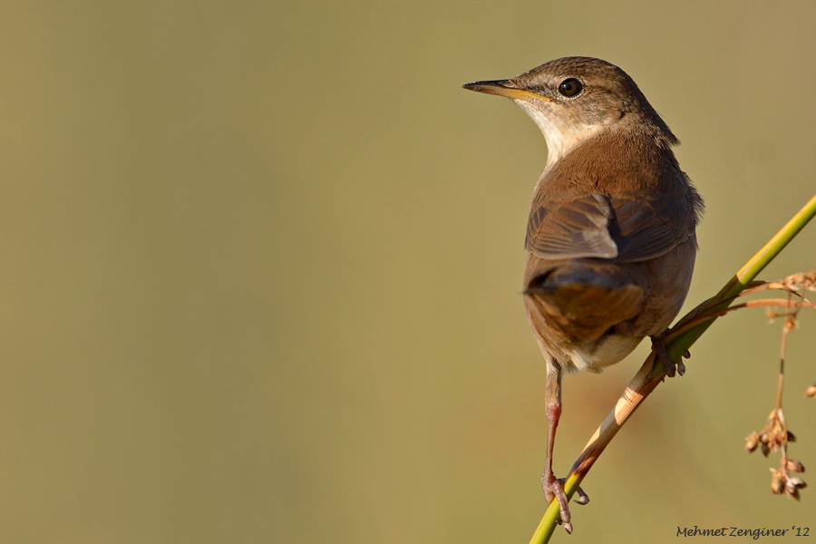 Bataklık kamışçını