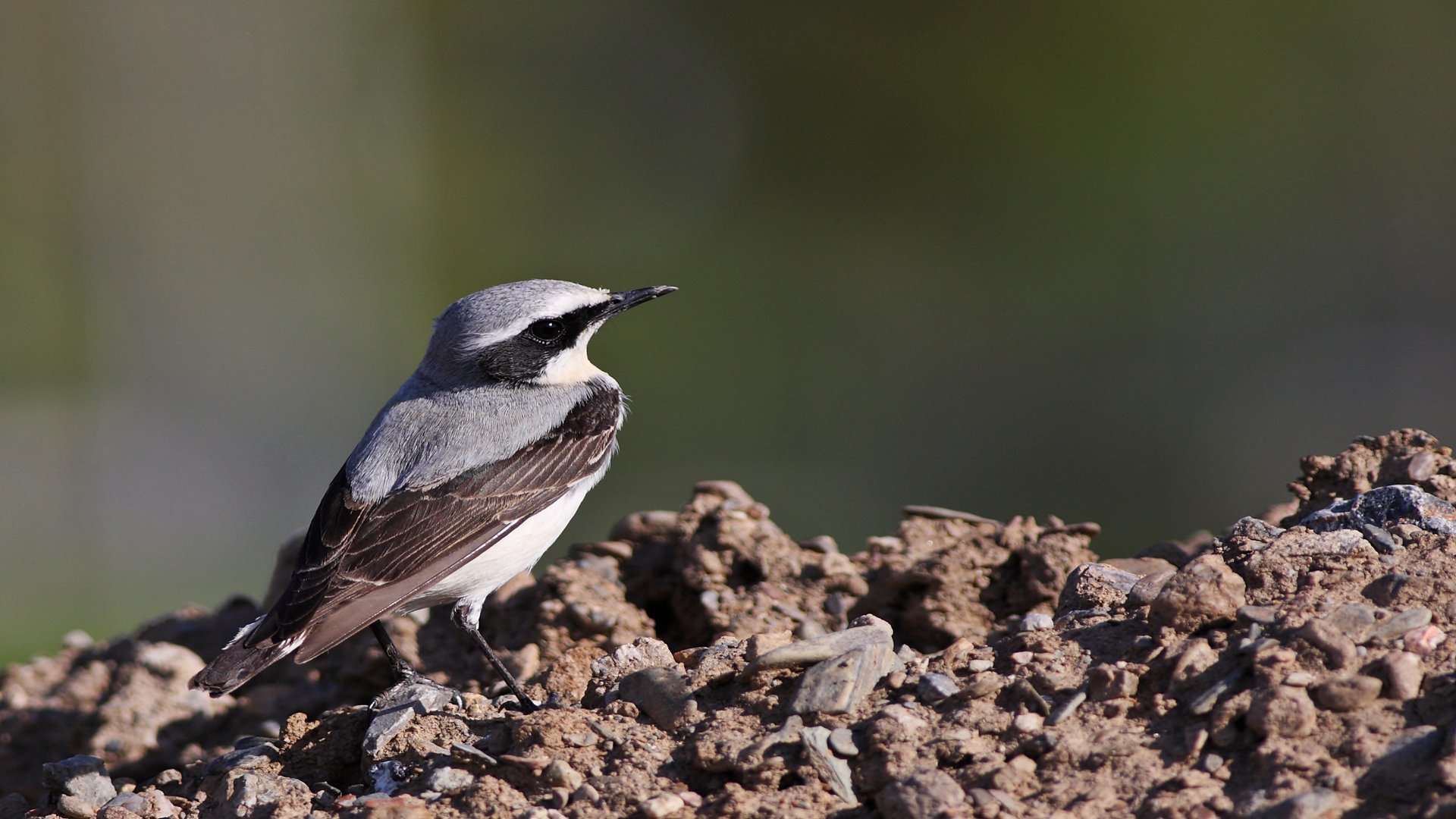 Kuyrukkakan » Northern Wheatear » Oenanthe oenanthe