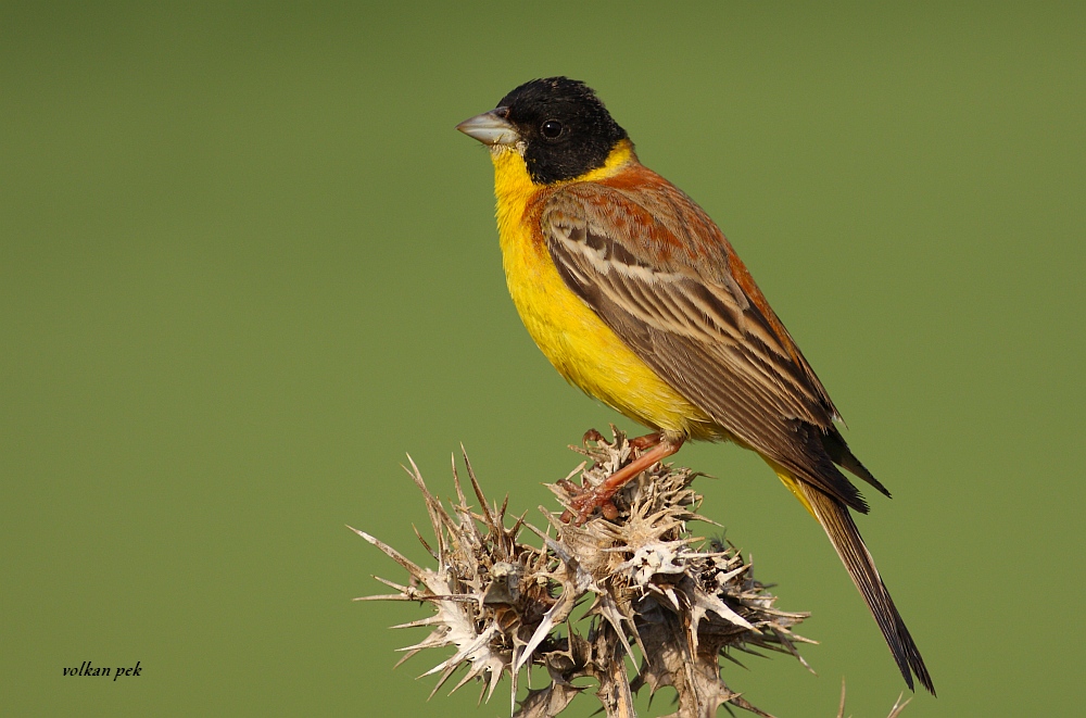 Karabaşlı kirazkuşu