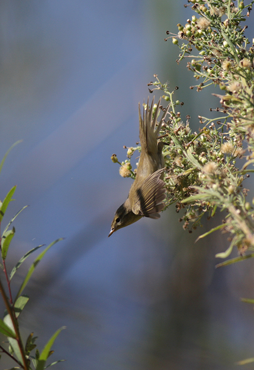 Ağaç kamışçını