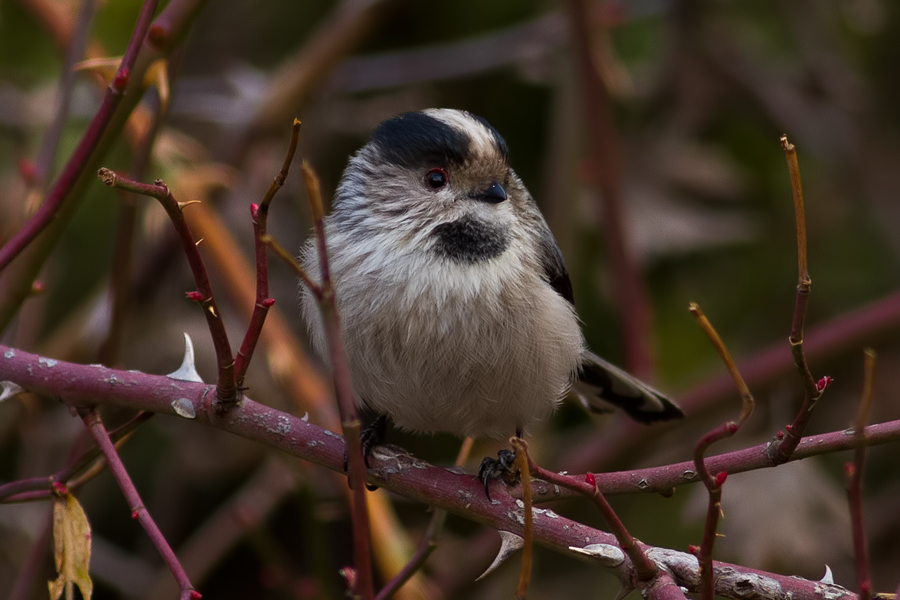 Uzunkuyruklu baştankara