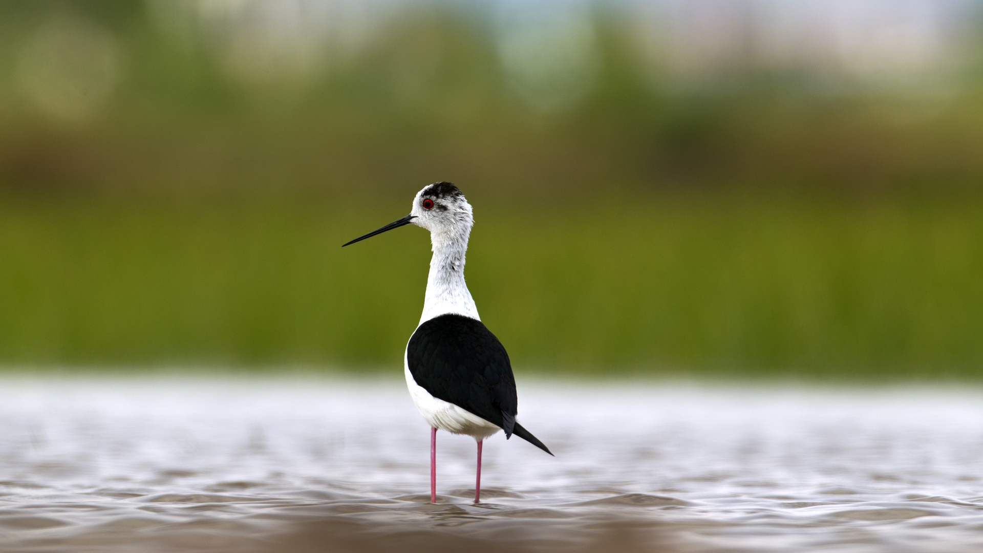 Uzunbacak » Black-winged Stilt » Himantopus himantopus