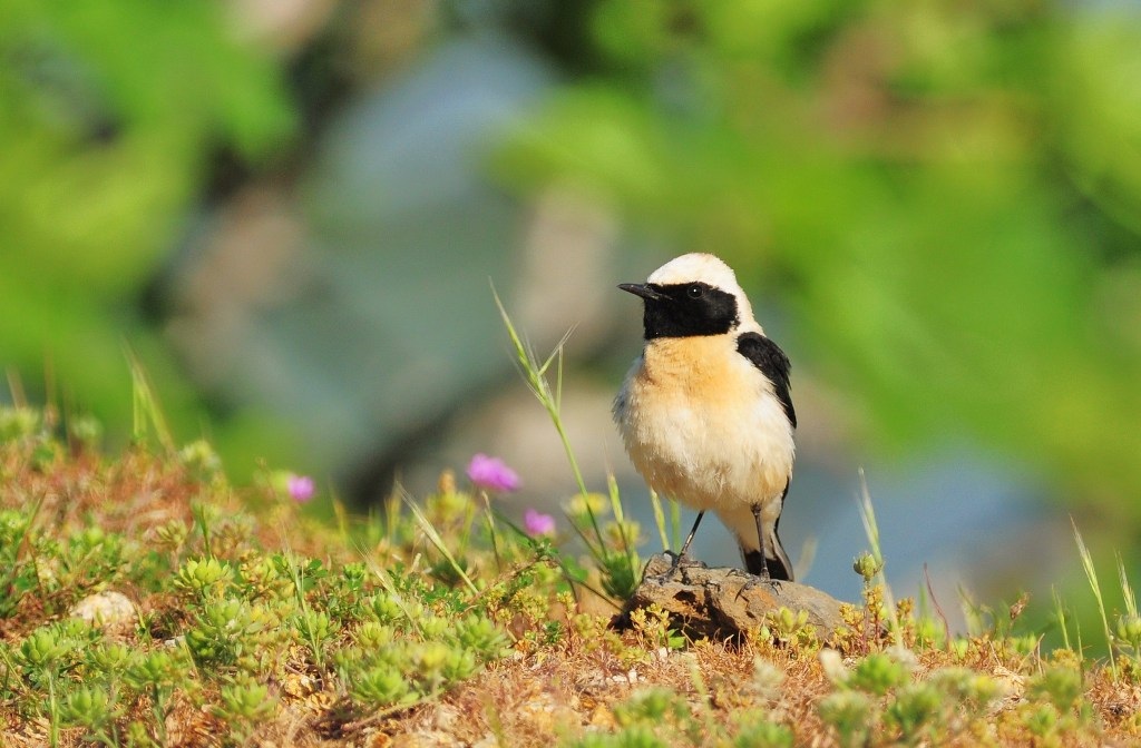 Karakulaklı kuyrukkakan