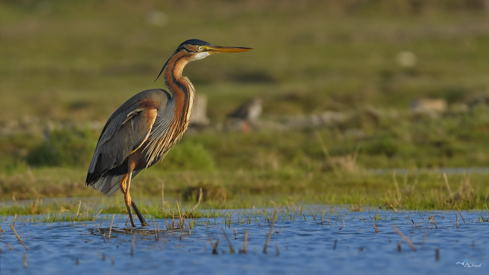 Erguvani balıkçıl