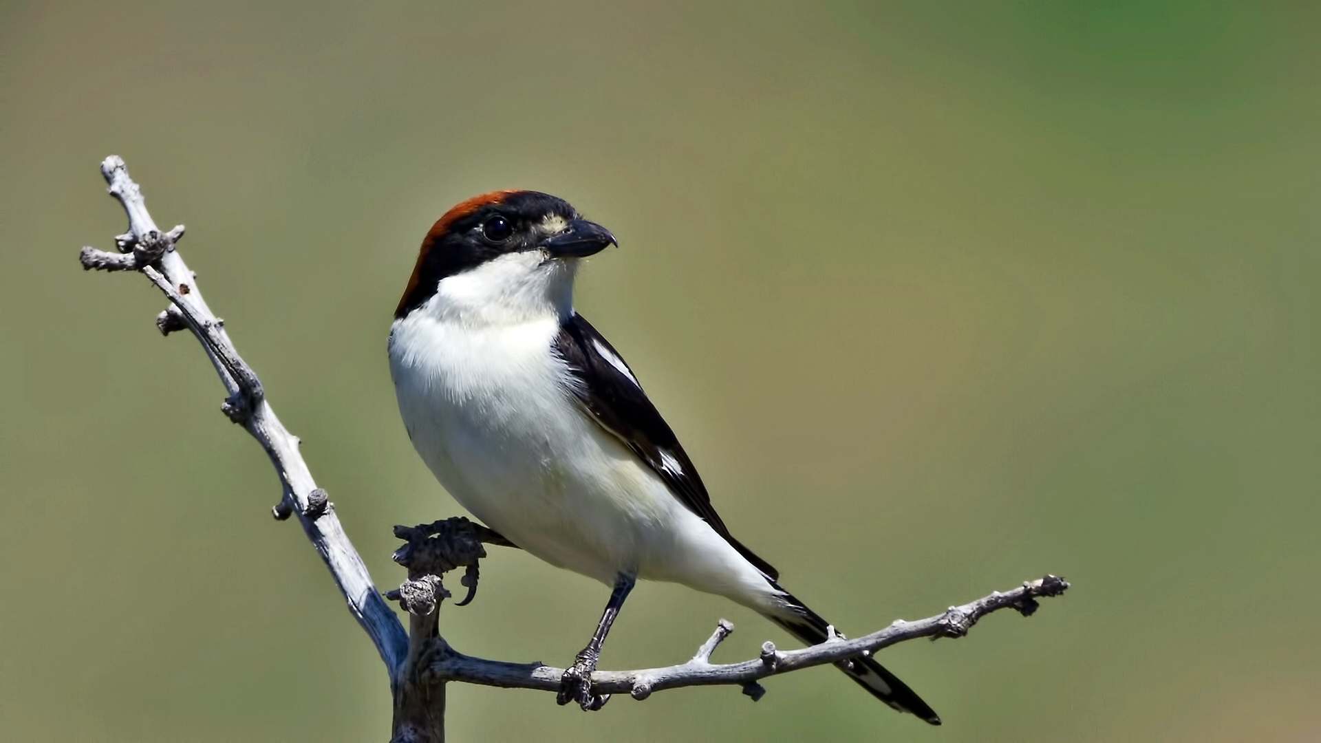 Kızılbaşlı örümcekkuşu