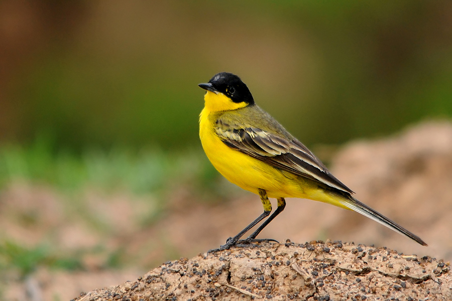 Sarı kuyruksallayan