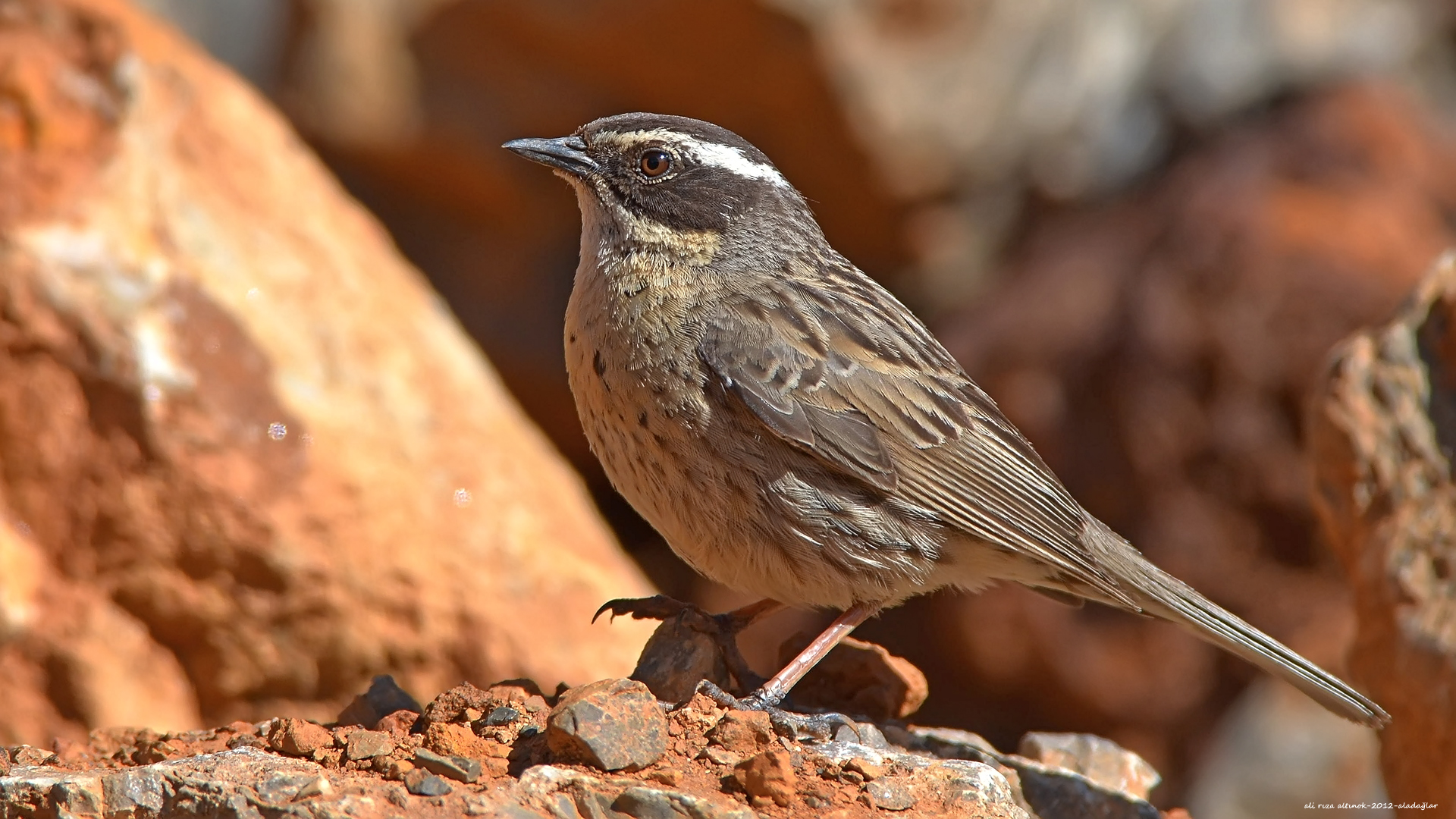 Sürmeli dağbülbülü » Radde`s Accentor » Prunella ocularis