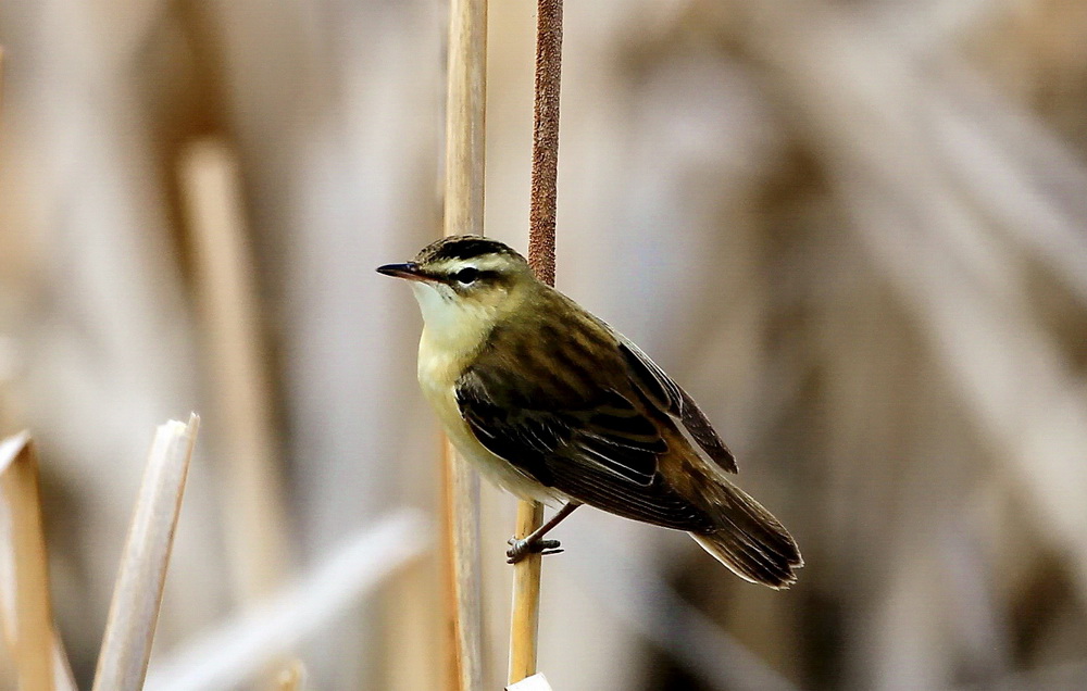 Kındıra kamışçını